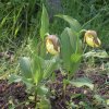 cypripedium calceolus